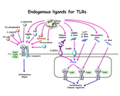 Endogenous ligands for TLRs