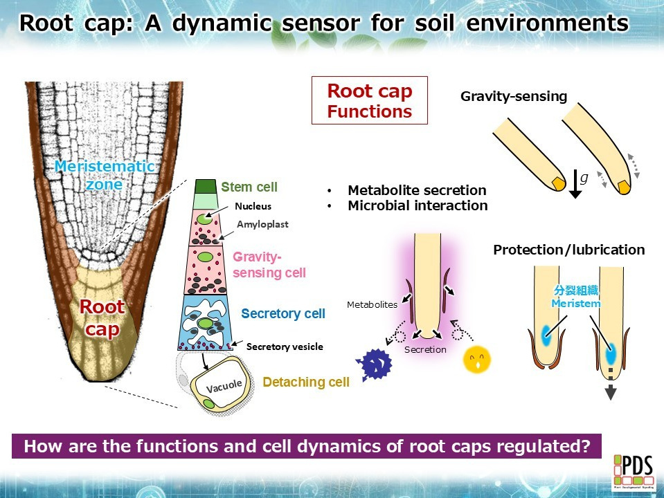 Speed Root Development RoEnvironmentally Responsive Root Growth Dynamics|PDS_NAIST