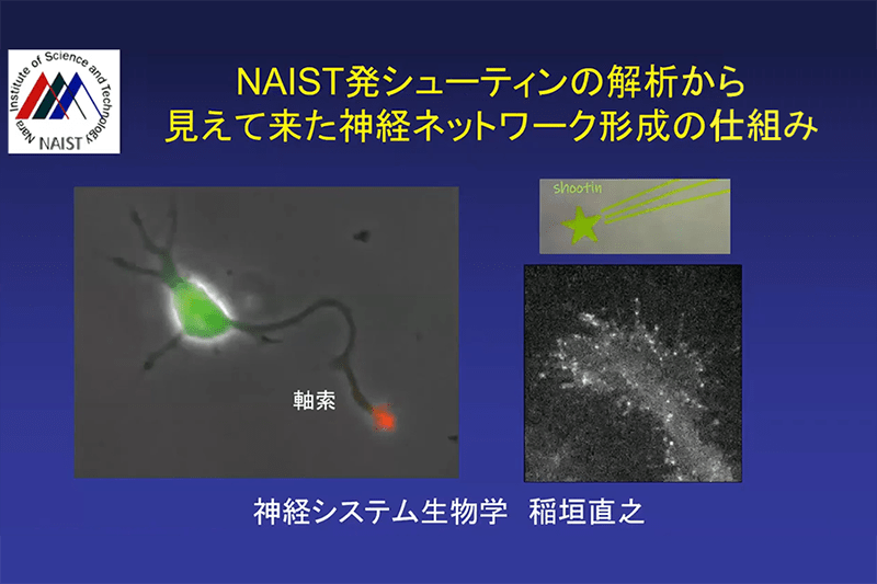 NAIST発シューティンの研究から見えて来た神経ネットワーク形成の仕組み