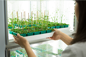 植物科学分野イメージ図