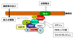 植物免疫を制御するOsRac1複合体のモデル図