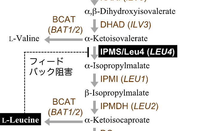 ストレス微生物科学研究室の高木博史教授らは、沖縄県「琉球泡盛調査研究支援事業」の一環として、新しい泡盛酵母（101H酵母）を開発しました。