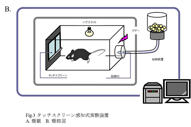 難解な画像の意味も読み取る「錯視」をマウスは見ていた～世界初　脳の情報処理システムの解明に道～