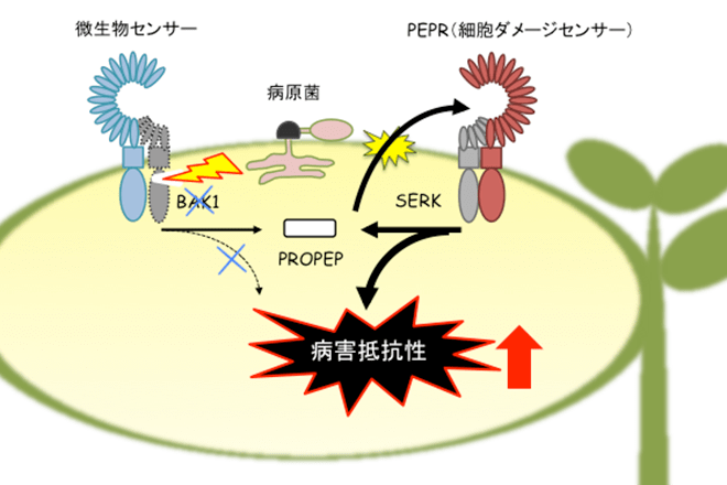 植物は細胞異常を感知するセンサーによって病原菌侵入を察知していた<br />
～病原菌による攻撃を受けた細胞が放出するシグナル因子を認識して<br />
植物が免疫応答を強化する仕組みを解明、耐病性と増収を兼ね備えた作物に期待～