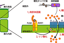 植物は侵入してきた病原体を兵糧攻めにして撃退する －植物の新規防御メカニズムの発見と解明－