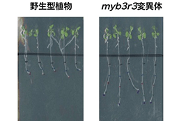 植物はDNAに傷を負うと成長を一時停止させる仕組みをもっている<br />
～ストレスに自在に対応する新たなメカニズムを解明・食糧や植物バイオマスの増産に期待～
