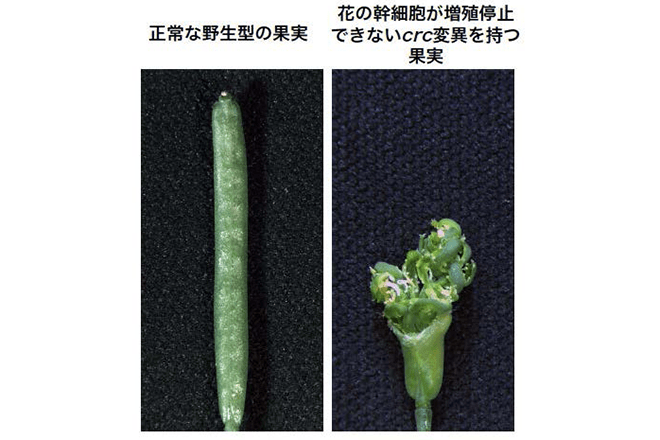 植物ホルモンオーキシンは花幹細胞の増殖を止めて、果実づくりを促すスイッチとしてはたらく ～花が実をつくるために必要なメカニズムを解明・食糧の増産に期待～