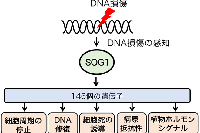 DNAに傷が入った時に働く植物独自の遺伝子群を解明<br />
～ 病原菌の感染など環境のストレスに強い農作物の作出に期待 ～