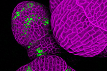 植物ホルモンのオーキシンは、花の雄しべの数を決定している <br />
器官分化の境目で作用する新たな仕組みを解明 　　<br />
～オーキシン使い、園芸品種の改良や食糧増産に期待～