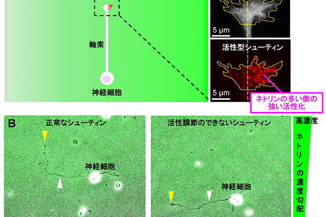 神経軸索が正しい方向に伸びる仕組みを解明 ～進路決定のための高感度ナビゲーターが明らかに～ 脳疾患の解明や再生医療への応用に期待