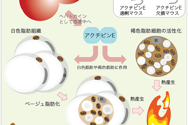 肥満解消に新たなプレイヤー