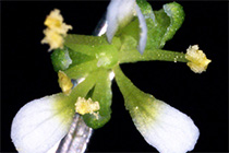 植物は幹細胞の頑強な増殖を止めるために多段階スイッチを使っていた開花、種づくりに向けての巧妙な仕組み解明～ 園芸植物の花の改良や食糧増産に期待 ～
