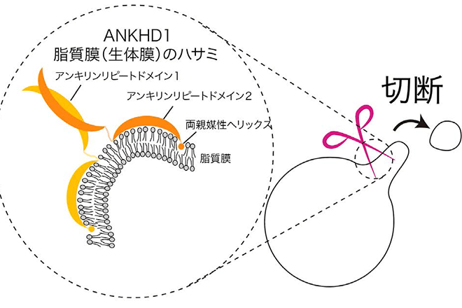 生命維持の物質の運び屋「小胞」を形作るタンパク質を発見<br />
ハサミのように生体膜を切り分けて大きさを制御<br />
～細胞内の物質輸送の仕組み解明に期待～