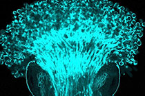 同種と異種の花粉を区別する分子を発見 ～種の壁を自在に制御する技術の開発に期待～