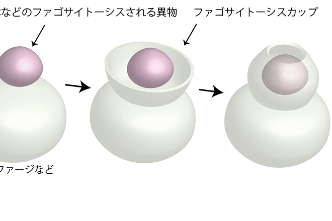 免疫細胞が異物を取り込む装置形成の仕組みを初めて解明<br />
タンパク質が平面状に集まりカップを形成<br />
～免疫反応の抑制など医療応用に期待～