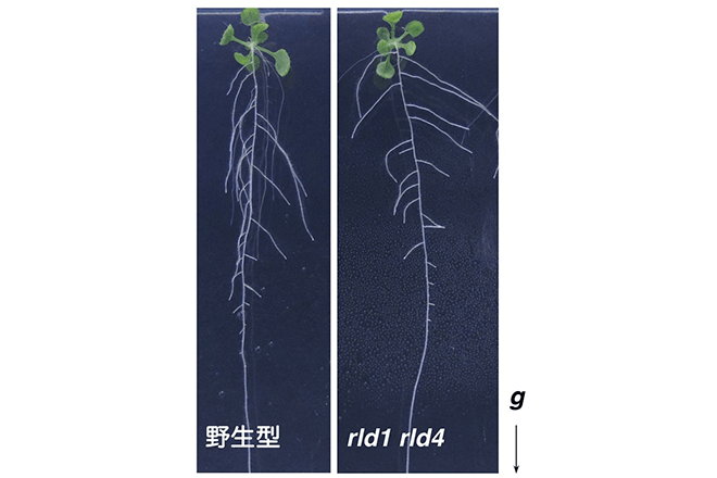 植物の根に重力方向を伝える新しい因子の発見　～オーキシンを重力側へより多く分配するしくみ～
