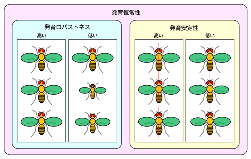 器官サイズの左右差を抑制する仕組み －適切な血糖値の調節が器官サイズのばらつきを抑制する－