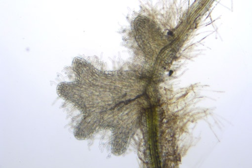 寄生植物の宿主植物への侵入に必要な遺伝子を同定 ～深刻な病害寄生植物の防除法開発に期待〜