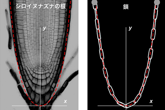 発見！根の先端は橋と同じだ！<br />
―器官の形に生物種を超えた共通性をもたらす物理―