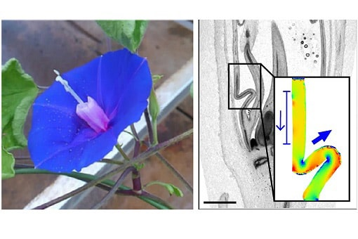 アサガオの花びら（花冠）がまっすぐに伸びる力学的な仕組みを解明