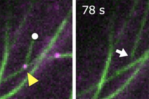 「のり」が「はさみ」を連れてくる <br />
～植物細胞のユニークな微小管形成の仕組みを解明～