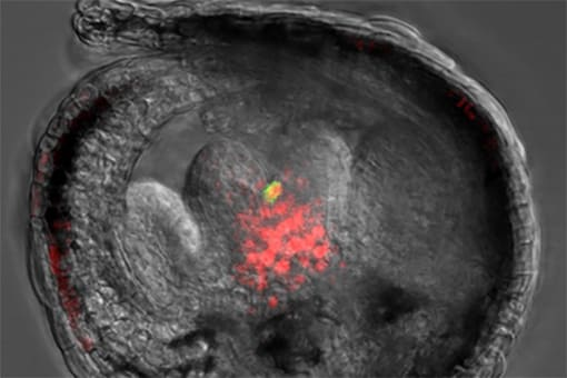効率的な花づくりのため、幹細胞の増殖を止め、分化させる仕組み発見<br />
～主役の多機能タンパク質の作用を解明～<br />
農作物の種子増産に期待