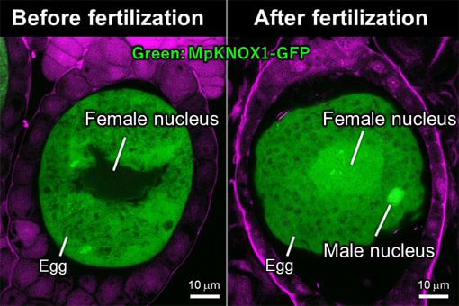 植物で受精卵を活性化する機構の進化的起源を解明<br />
～雌雄の因子が出会って成長をスタートさせる～<br />

