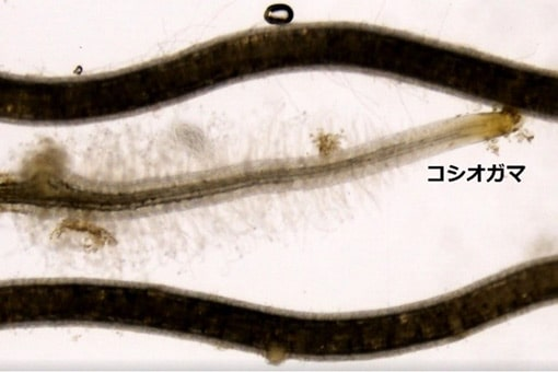 寄生植物が宿主に接近するメカニズムの解明<br />
－病害寄生雑草による農業被害を防ぐ方法の開発に期待－