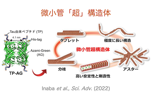 ペプチド融合タンパク質を用いた微小管「超」構造体の構築に初めて成功<br />
〜分子ロボットなどのナノ材料への応用や繊毛・鞭毛の形成原理の解明に期待〜<br />
