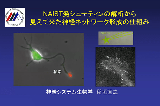 神経システム生物学研究室の全学オンラインセミナー動画を公開しました。