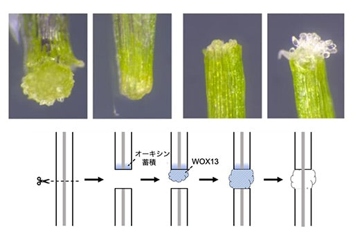 植物が切断されても、傷口を修復してつなげる仕組みを解明<br />
オーキシンが再生遺伝子を活性化して細胞塊形成<br />
接ぎ木など園芸や食料増産に期待