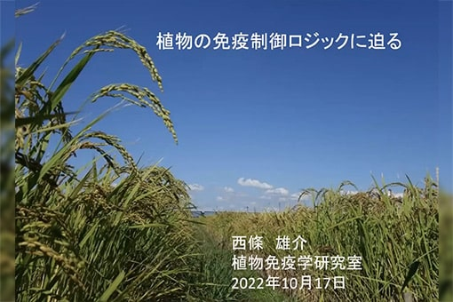 植物免疫学研究室の全学オンラインセミナー動画を公開しました。