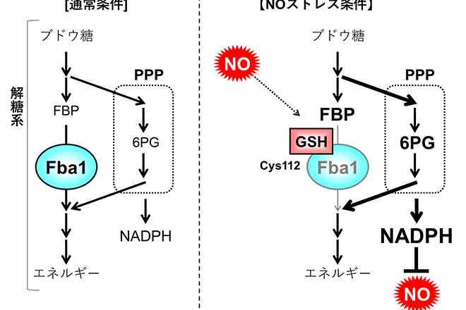 一酸化窒素（毒性化合物）から酵母を保護する機構を解明<br />
～抗真菌薬の開発や産業酵母の育種に期待～<br />
