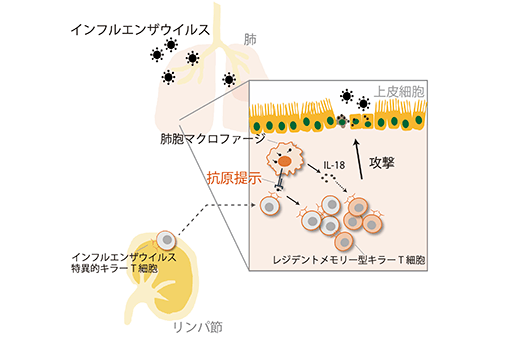 感染細胞を排除する細胞性免疫が肺の組織で誘導、記憶される仕組みを解明<br />
肺でのキラーT 細胞の増殖と常在化に肺胞マクロファージが関与<br />
～新型コロナウイルス感染症の重症化抑制など次世代の細胞移植型ワクチンの開発に期待～