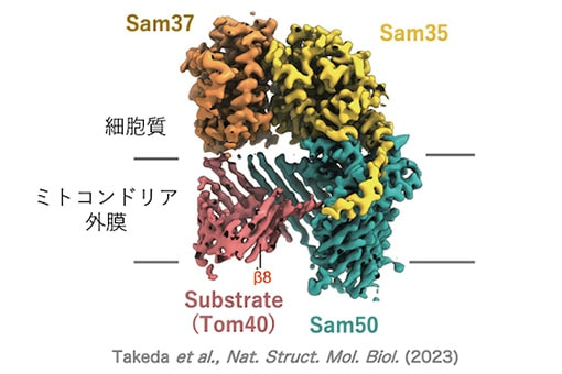 ミトコンドリア外膜における SAM 複合体がタンパク質を膜挿入するメカニズムの構造基盤