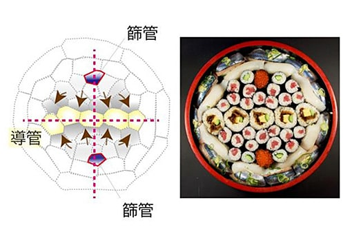 植物は細胞を"寿司詰め"にして形を整える！ 細胞を対称に配置するタンパク質を特定 ～植物の形や成長を促す技術に期待～<br />
