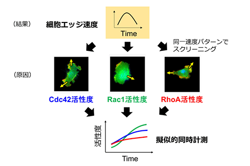 細胞の変形・運動に複数のタンパク質が協調して関わる仕組みを数式で解明<br />
複数の分子活性の経時変化を同時測定データとして統合化するデータ解析手法を開発<br />
～がんや免疫、神経疾患など医学生物学研究への応用が期待～