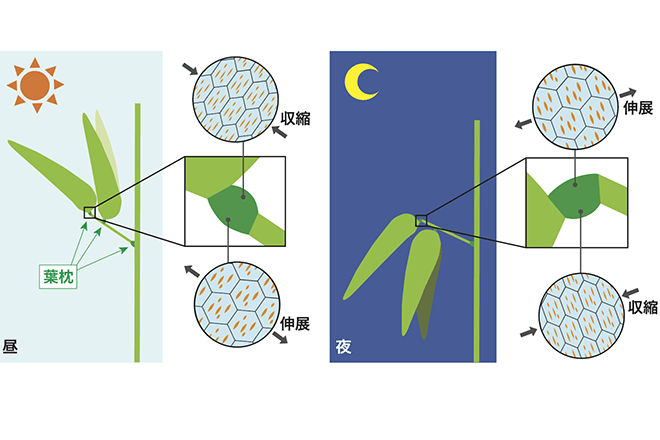 マメ科植物の葉が動くしくみに迫る<br />
葉の運動を駆動する細胞が伸展・収縮する際に細胞壁にあるスリットが開閉することを発見<br />
～ダーウィンらが注目した植物の運動力の謎解明へ～