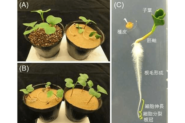 植物根部の浮き上がり現象の力学的仕組みを解明