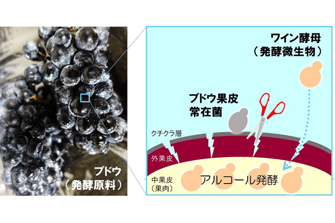 ワイン酵母が自発的にブドウを発酵するための条件を解明<br />
―ワイン誕生の謎に迫る発見―