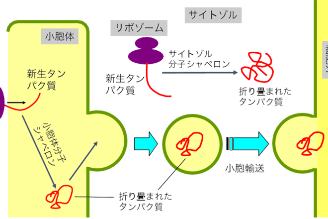 タンパク質を生み出す酵母の新たな品質管理システムを発見<br />
分子の立体構造の異常を生産器官内外で連携してチェック 高品質の有用なタンパク質の生産効率向上へ