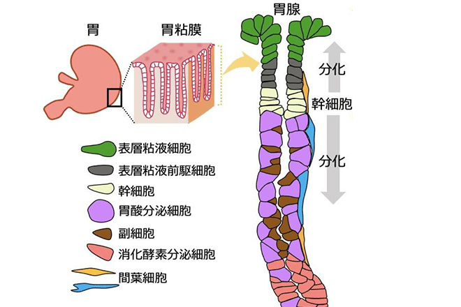 最前線で胃を守れ<br />
～胃粘膜を保護する幹細胞分化制御のしくみを解明～<br />
