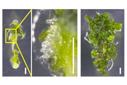 芽を生み出すかどうか、植物カルス細胞の分化を運命づける因子をつきとめた植物の器官再生能力を制御する新たな仕組みを発見<br />
〜農作物の組織培養効率を飛躍的に改善する技術開発に期待〜