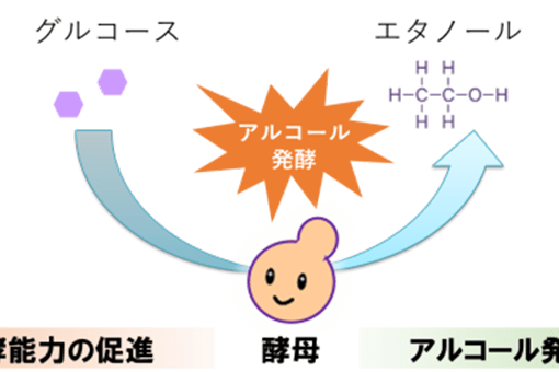 酒づくりの酵母自らアルコール発酵を調節する仕組みを発見 <br />
酵母の細胞壁の肥厚の状態を手掛かりに、風味損なわず、アルコール度数だけを改変する発酵デザイン技術を開発細胞壁への炭素蓄積で低炭素社会への貢献にも期待