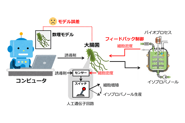 微生物とコンピュータが協力するハイブリッドなバイオプロセス制御システムを開発<br />
医薬品、食品、化学材料などの有用物質生産への応用に期待