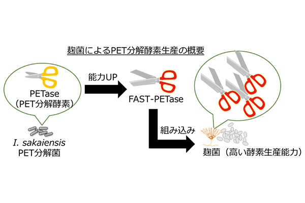 麹菌により新たな PET（難分解性プラスチック）分解酵素を生産安定で高活性な酵素により、PET フィルムの分解に成功