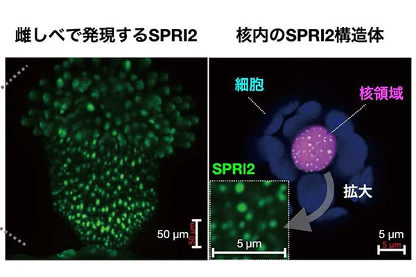 「生殖の壁」をつくるマスター因子の発見<br />
～種を超えた自在な作物育種へ～<br />
<br />
