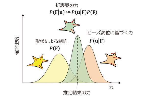 細胞が生み出す力を形の情報を用いて、高精度で推定する技術を開発<br />
～がん、免疫、神経発達など細胞変形が係わる研究への応用が期待～