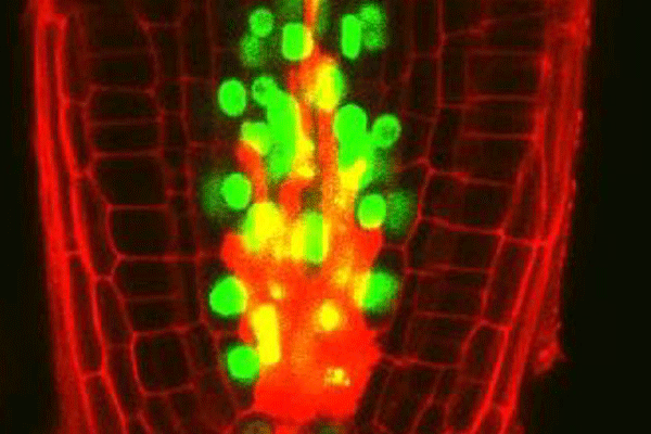 死滅した幹細胞を再生する植物独自のしくみを発見