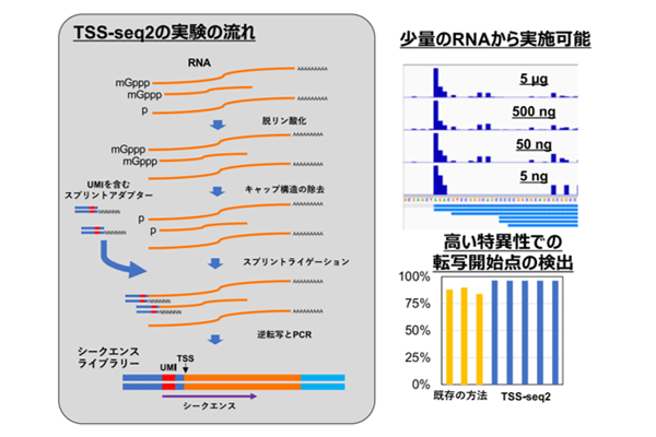 遺伝子の転写開始点の検出法 TSS-seq2 を開発<br />
――メッセンジャーRNA の 5’末端を高い特異性で検出――